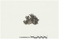 藏品(耳葉蘚屬)的圖片